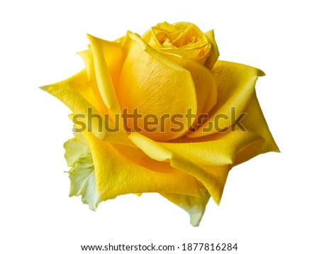 gorgeous bright orange yellow rose close up
on white background