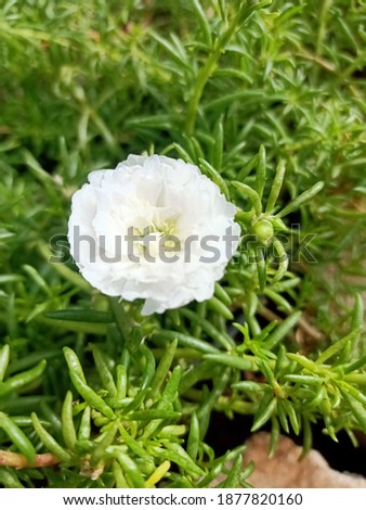 Portulaca grandiflora is white and charming flowers