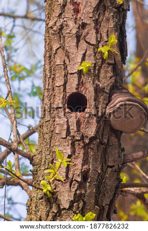 hollow squirrels in a dense forest