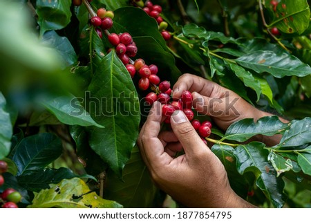 Hand farmer picking coffee bean in coffee process agriculture background, Coffee farmer picking ripe cherry beans, Close up of red berries coffee beans. Royalty-Free Stock Photo #1877854795