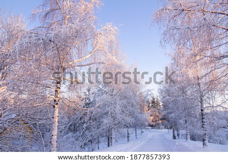 Birches covered with frost in the winter. Picture was taken in Tiller district, trondheim, Norway 