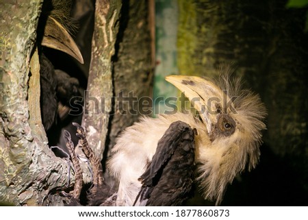 Picture of a hornbill perched on a nest feeding another bird in a burrow.