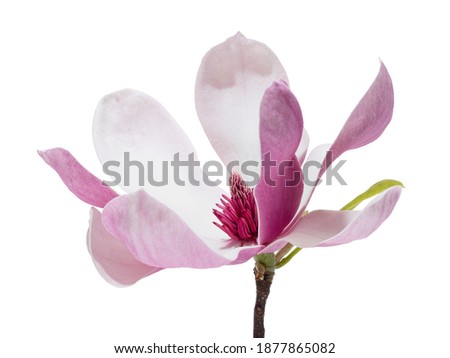 Magnolia liliiflora flower with leaves, Lily magnolia flower isolated on white background with clipping path