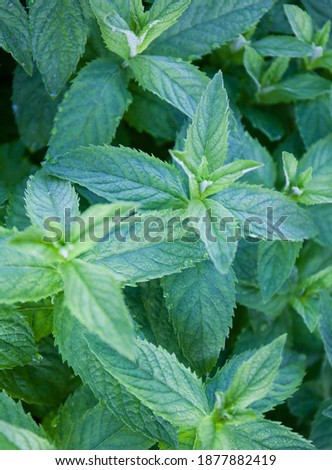Fresh mint, Mentha piperita. Source of essential oil and menthol for the distillery industry, in the production of cognac.Soft focus, blur. Royalty-Free Stock Photo #1877882419
