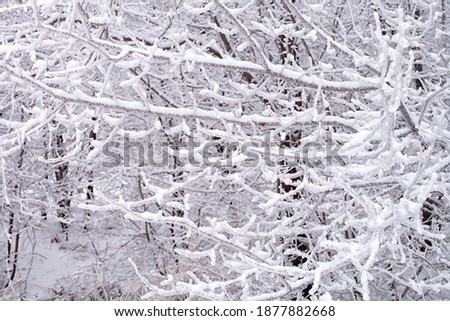 Branches of trees in the snow in the winter forest, background, close-up.