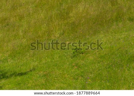 Countryside meadow grass, vegetation and wild field flowers; nature image

