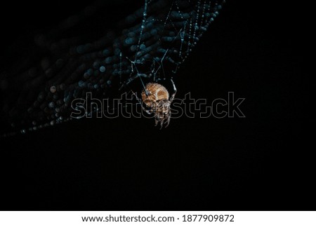 Close up spider on web at night with raindrops
