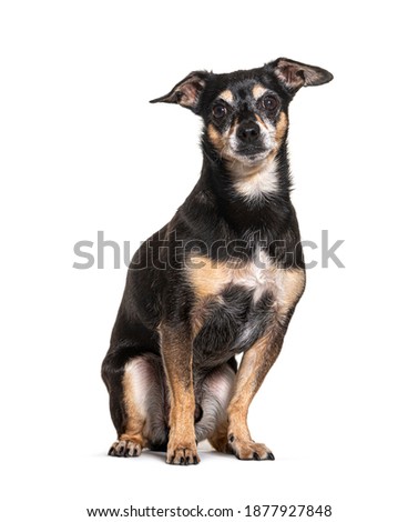 Old black and brown Pinscher Dog, isolated Royalty-Free Stock Photo #1877927848