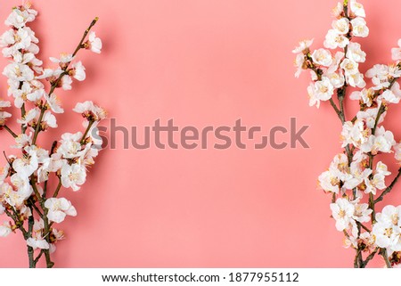 Sprigs of the apricot tree with flowers on pink background. Place for text. The concept of spring came, mother's day, 8 march. Top view. Flat lay Hello march, april, may