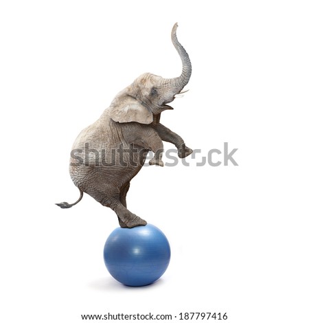 African elephant (Loxodonta africana) balancing on a blue ball. 