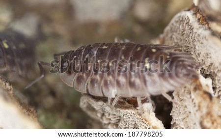 Woodlouse on wood, extreme close-up with high magnification