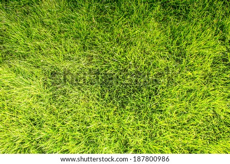 Green Grass Photo Background