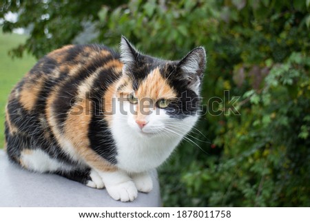 Wonderful Calico cat sitting outdoor on a wall Royalty-Free Stock Photo #1878011758