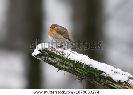 Beautiful European Robin (Erithacus rubecula) perched on a branch covered with snow in the forest of Noord Brabant in the Netherlands. 