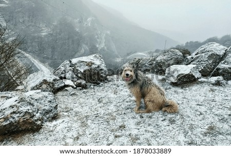 portrait of a dog with snow