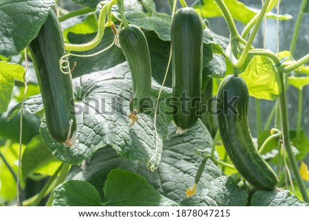 Zucchini plants. Planting and Harvesting Royalty-Free Stock Photo #1878047215