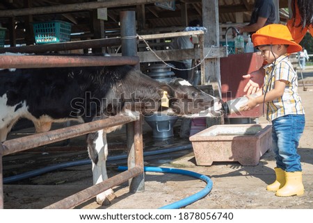 asian kid in a farmer dress feeding some milk to a cow in the cow farm
