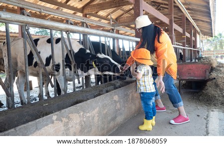 asian kid in a farmer dress feeding some milk to a cow in the cow farm