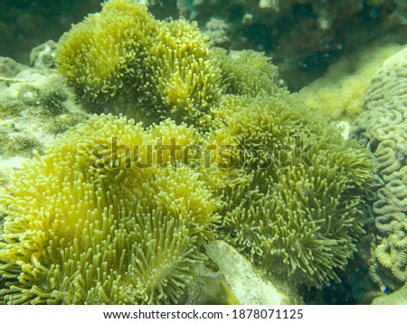 This is a picture of green encrusting star polyps at Andaman sea.