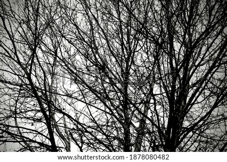 Leafless tree blanches in black and white. Dramatic forest background.