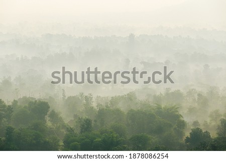 Overview of Forest - Top of Tall Green Trees with Dense Morning Fog Rolling In 