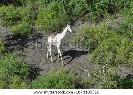 White giraffe walking in the wilderness peacefully.