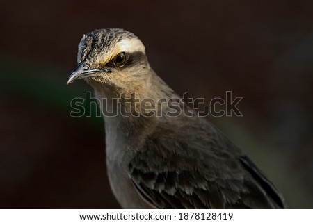 Mimus saturninus (Chalk-browed Mockingbird) portrayed very closely in the interior of Minas Gerais. The bird is widespread in Brazil and can be seen in large urban areas.
