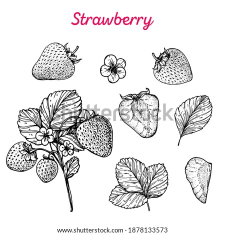 Strawberry hand drawn vector illustration. Strawberries sketch. Vector illustration. Black and white. Royalty-Free Stock Photo #1878133573