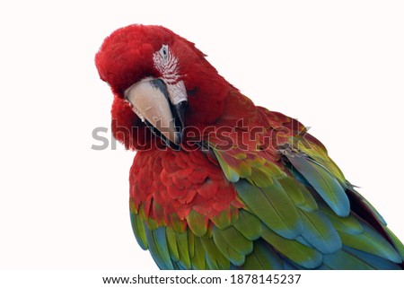 Close up photo of macaw parrots