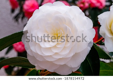 White Camellia flower and green leaves in garden, closeup macro.  Camellia japonica Alba Plena Bloom Royalty-Free Stock Photo #1878154972
