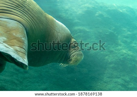 Huge walrus swimming n the water