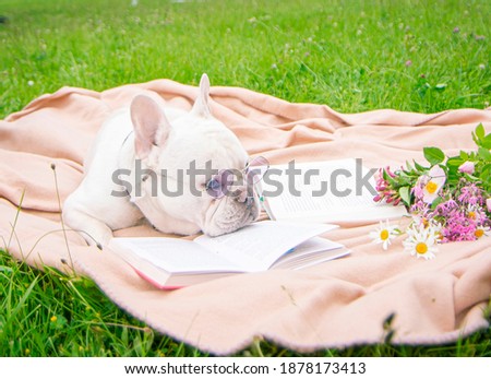 dog on a blanket near a book with glasses, animal on green grass, light blanket, pink wildflowers, smart funny, green grass, nature, the dog reads