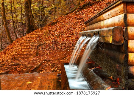 a water in forest in autumn 