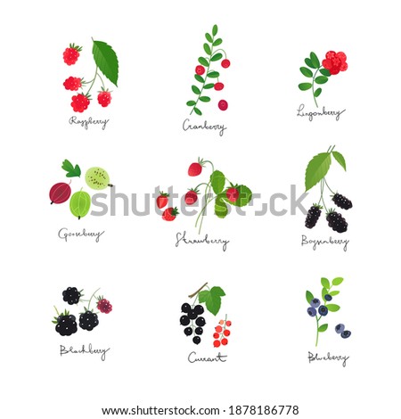 Collection of berry illustrations, berries with leaves and stems