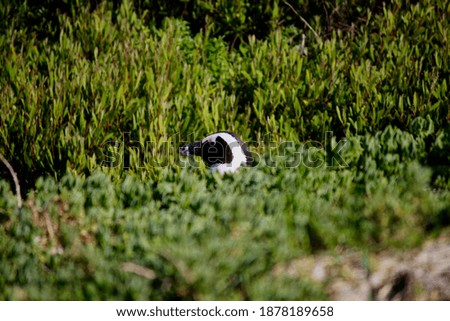 Penguin hiding in the grass forest Australia