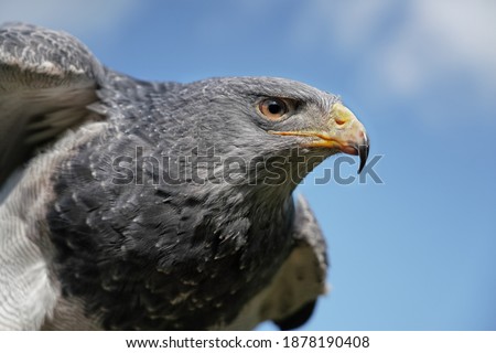 Aguja or Cordillera eagle in front of blue sky, Geranoaetus melanoleucus
