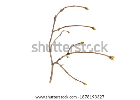 tree branch without leaves isolated on white background