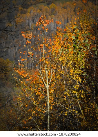 Birch tree leaves in autumn colors,