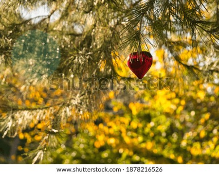 A conceptual photo of red christmas heart growing from the branches of a fir tree.