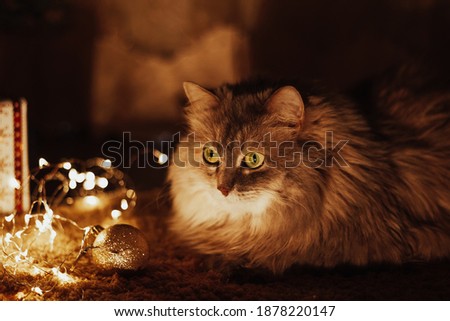 cat on the floor. The cat is lying on a fluffy carpet. Warm cozy winter evening