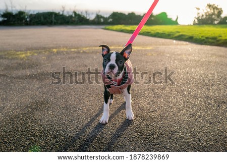 Cute, small, Boston Terrier puppy wearing a pink coat and lead. She is outside on tarmac with the sunhine behind her.