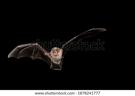 Bat in flight in the dark night Royalty-Free Stock Photo #1878241777