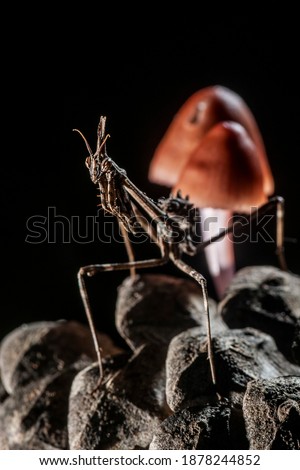 The Empusa, Diablotín or Mantis Palo (Empusa pennata) is a species of mantis insect of the Empusidae family that lives in the Iberian Peninsula Royalty-Free Stock Photo #1878244852