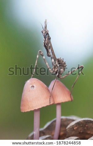 The Empusa, Diablotín or Mantis Palo (Empusa pennata) is a species of mantis insect of the Empusidae family that lives in the Iberian Peninsula Royalty-Free Stock Photo #1878244858