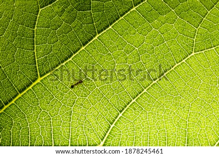 Ant walks on green leaf Royalty-Free Stock Photo #1878245461