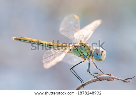 Anisoptera (Anisoptera, from the Greek ἄνισος anisos 'unequal' and πτερόν pterón 'ala') are one of the two classical infraorders of the suborder Epiprocta. They are commonly known as dragonflies Royalty-Free Stock Photo #1878248992