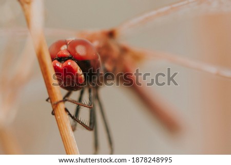 Anisoptera (Anisoptera, from the Greek ἄνισος anisos 'unequal' and πτερόν pterón 'ala') are one of the two classical infraorders of the suborder Epiprocta. They are commonly known as dragonflies Royalty-Free Stock Photo #1878248995