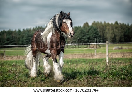 Beautiful tinker horse with long mane walking free in the meadow Royalty-Free Stock Photo #1878281944