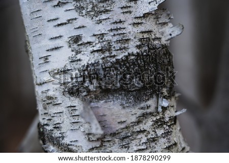 Closeup of the trunk of a birch tree in the Catskills