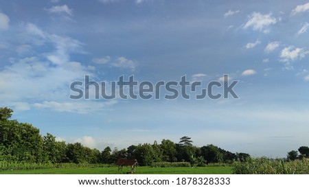blue sky and green landscape in the morning